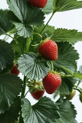 Canvas Print - Freshly Picked Strawberries