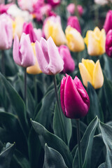 Wall Mural - Close-up view of beautiful fresh colorful tulip flowers in full bloom. Natural floral texture for background.