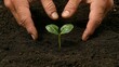 © MAGIC - Inserting young lettuce plants into dark, fertile soil by hand