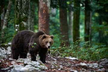 Wall Mural - brown bear is looking for food in a european forest. image taken in autumn.