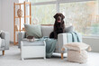 © Pixel-Shot - Cute Labrador dog on sofa near electric convector heater with house model at home