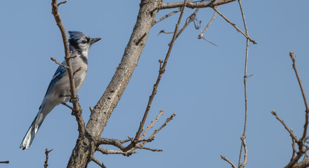 Wall Mural - Closeup of a blue jay perched on a bare branch.