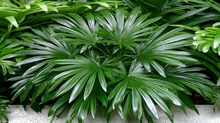 Wall Mural - Lush Green Tropical Leaves Displaying Different Leaf Patterns