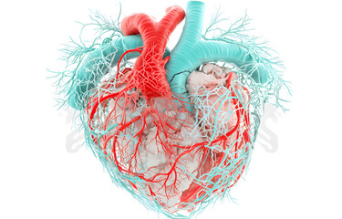 Poster - Anatomical heart structure medical science laboratory 3d model illustration clinical environment scientific viewpoint
