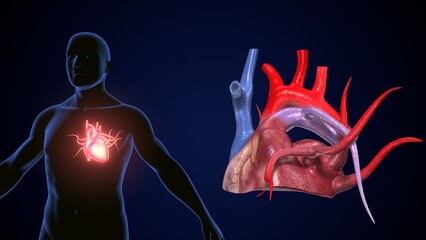 Wall Mural - male heart blood circulation. 3dillustration