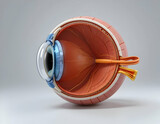 Detailed Eye Anatomy Illustration Showing Internal Structures and Optical Components