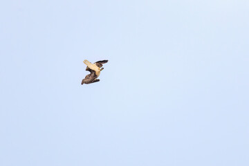 Wall Mural - 飛翔する美しいノスリ（タカ科）
英名学名：Eastern Buzzard (Buteo japonicus)
東京都伊豆諸島式根島-2024
