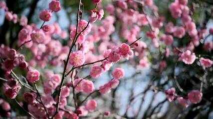 Wall Mural - 春　満開の梅の花　風に揺れるピンクのかわいい花びらとつぼみ　3月・ひな祭りの季節の背景　日差しにキラキラ輝く