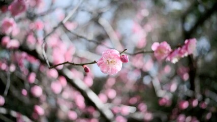 Wall Mural - 春　満開の梅の花　風に揺れるピンクのかわいい花びらとつぼみ　3月・ひな祭りの季節の背景　日差しにキラキラ輝く