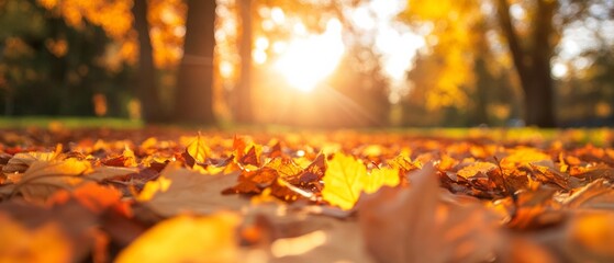 Aufkleber - Sustainable Outdoor Marketing Sunlit Autumn Forest Scene with Falling Maple Leaves on Textured Leaf-Covered Ground - Immersive Seasonal Branding for Eco-Conscious Campaigns