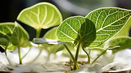 Wall Mural - plant baby leaves