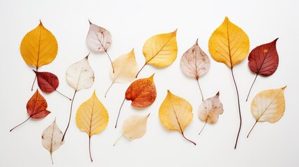 Wall Mural - vibrant fall leaves on white background