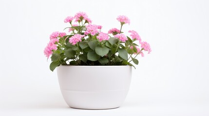 Wall Mural - vibrant flower pot white background