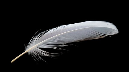 Canvas Print - feather black background elegant