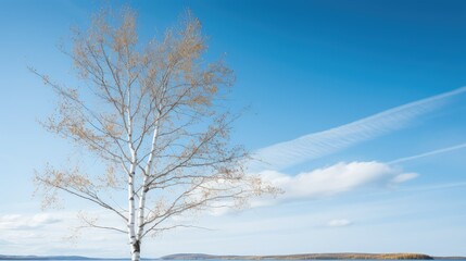 Canvas Print - nature birch tree background