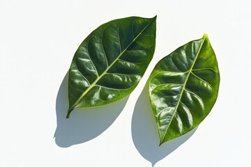 Wall Mural - Two green leaves, sunlight, white background, nature (1)