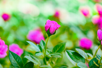 Wall Mural - Flower Series : Close up of blooming rose in a shady garden