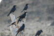 © P - Crows perched on driftwood near Socotra Yellow Crab Beach in Socotra, Yemen during a calm day