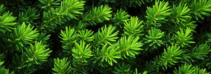 Wall Mural - Lush green conifer needles closeup, garden backdrop, nature texture