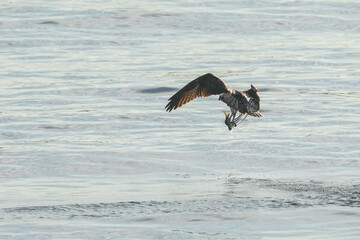 Wall Mural - osprey is hunting a fish