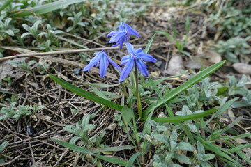 Wall Mural - 3 blue flowers of Siberian squill in April