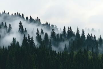 Wall Mural - Misty evergreen forest landscape with fog rolling between trees. Serene scenery