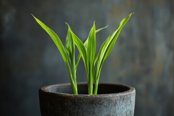Aufkleber - Fresh green plant gently emerging from a textured black pot against a dark background