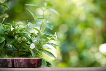 Wall Mural - White crane flower or Rhinacanthus nasutus branch green leaves ,flowers and empty wood floor on natural background.