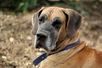 close up of great dane dog sitting in farm house