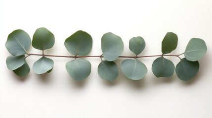 Wall Mural - Eucalyptus branch, arranged horizontally on a white surface, with a simple background.  Possible use  Greeting card, social media post