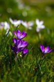 crocus - one of the first spring flowers