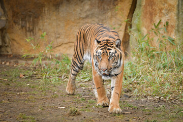 Wall Mural - Asian tiger is going in zoo habitat. He is waiting for animal caretaker.	
