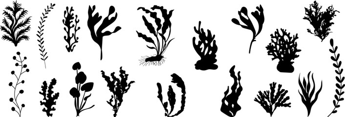 Wall Mural - algae set silhouette on white background vector