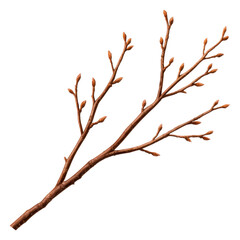 bare brown tree branch with buds isolated on transparent background in close up
