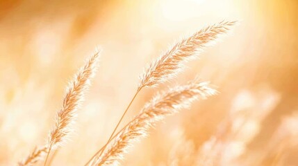 Poster - Golden dry grass glowing under warm sunlight, creating a serene and beautiful natural backdrop. A blurred field stretches into the distance, enhancing the tranquil atmosphere