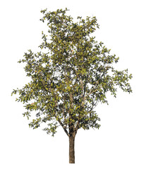 Poster - Single tree isolated on transparent background with clipping path and alpha channel