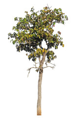 Poster - Single tree isolated on transparent background with clipping path and alpha channel