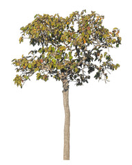 Poster - Single tree isolated on transparent background with clipping path and alpha channel