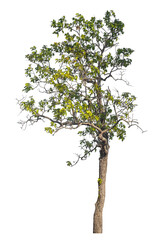 Poster - Single tree isolated on transparent background with clipping path and alpha channel