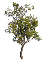 Poster - Single tree isolated on transparent background with clipping path and alpha channel