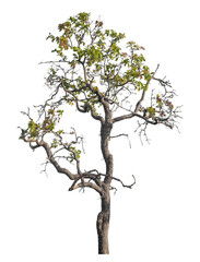 Fototapete - Single tree isolated on transparent background with clipping path and alpha channel
