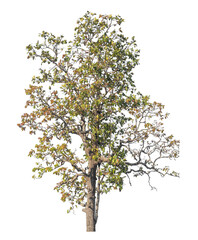 Fototapete - Single tree isolated on transparent background with clipping path and alpha channel