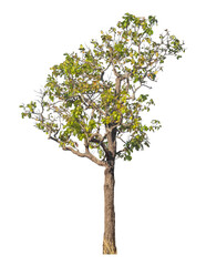 Poster - Single tree isolated on transparent background with clipping path and alpha channel
