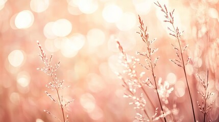 Poster - Gentle sunlight illuminates delicate meadow grasses, creating a warm and inviting scene with a soft bokeh background, evoking a sense of tranquility and natural beauty