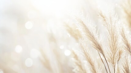 Poster - Pampas grass plumes sway gently in the golden sunlight, creating a serene and dreamy atmosphere with soft bokeh in the background, evoking tranquility and the beauty of nature