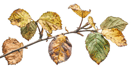 a dying leaf from a tree in autumn PNG image, PNG file, Generative art.