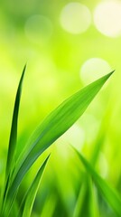 Poster - Vibrant green blades of grass stretching toward the sunlight create a refreshing and lively springtime scene, enhanced by a softly blurred bokeh background