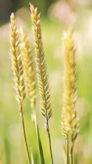 Poster - Golden ears of wheat growing in a sunlit field, basking in the warm glow of summer, create a tranquil and picturesque rural landscape filled with natural beauty