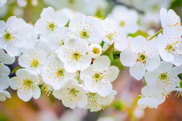 Wall Mural - blossoming cherry tree branch close-up, spring colorful background, spring mood. High quality photo