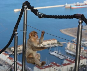 Wall Mural - Young barbary macaque climbing the fence on the Rock of Gibraltar 